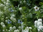 FZ008844 Flowers in the front garden.jpg